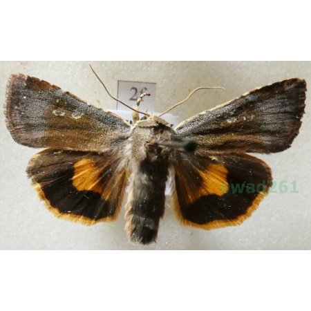 Noctua janthina Denis & Schiffermüller, 1775 Rolnica przepaska Czech2f